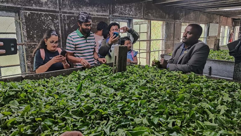 Munnar: Tea trail, Tea Factory, and Tea Tasting Tour - Walking the tea terraces for one to two hours