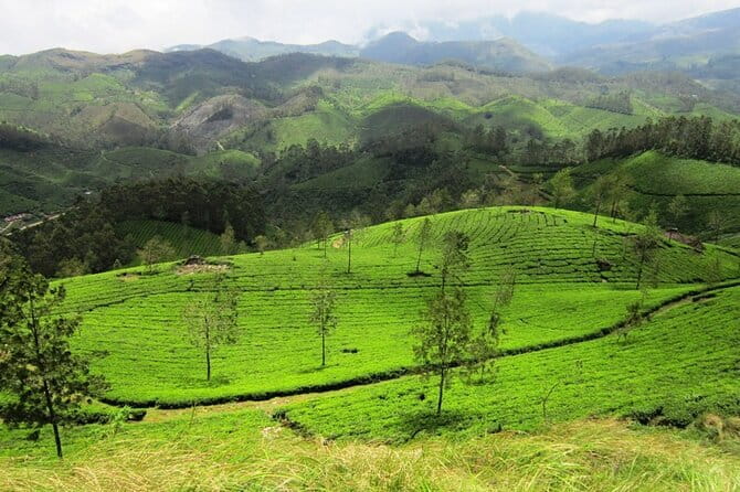 Munnar Tea Trail Tour , Tea factory visit & Tea Tasting - Inside the Lockhart Tea Factory
