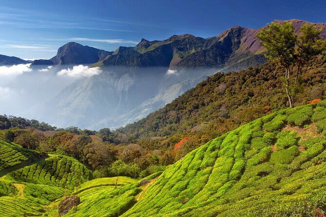 Munnar Tea Trail Tour , Tea factory visit & Tea Tasting - Tasting Tea Beyond a Simple Cup