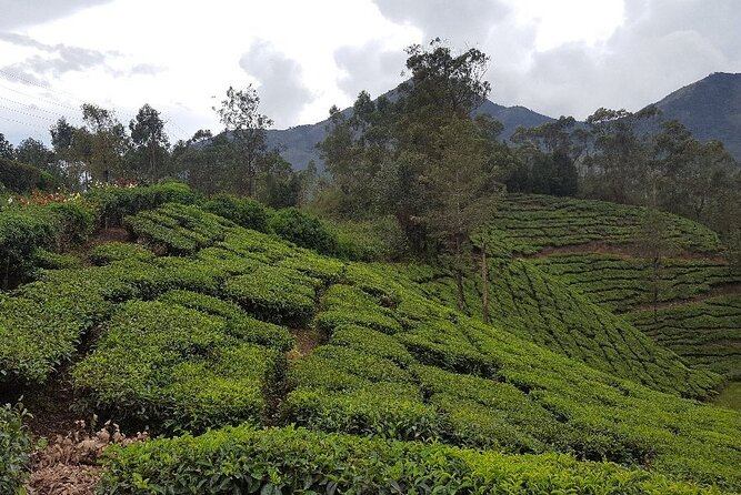 Munnar Tea Trail Tour with Factory Experience ( By Munnar Info) - Following the leaves into the factory
