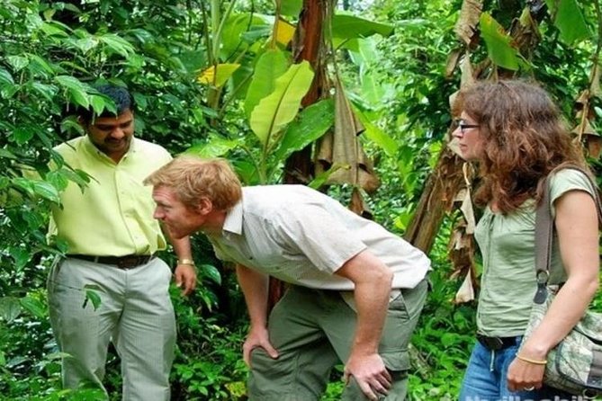 Munnar Tea valley Tour ( By Munnar Info) - Why this private Munnar day works