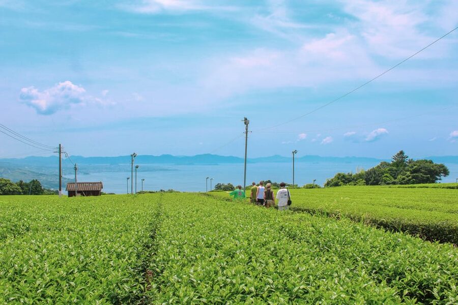 Nagasaki: Explore Japanese Teas on a Tea Tour - A tea factory gives the tasting some context