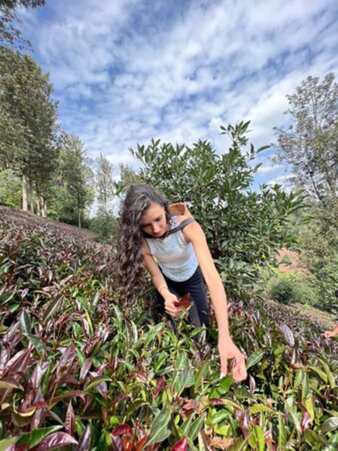 Nairobi: Purple Tea Farm Gatura Greens Day Trip - Why purple tea makes this outing different