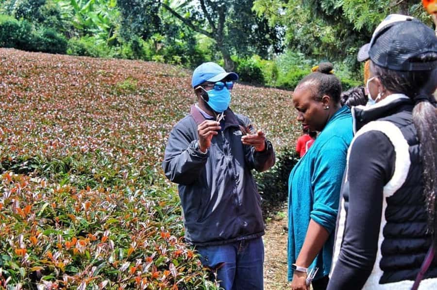 Nairobi: Purple Tea Farm Gatura Greens Day Trip - What the $54 price really means