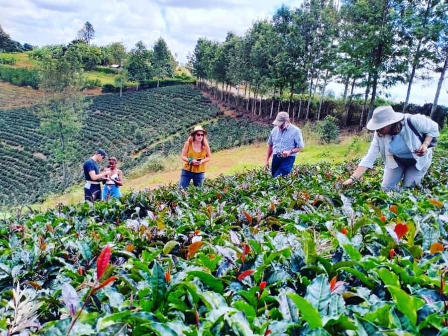 Nairobi: Purple Tea Farm Gatura Greens Day Trip - The trip from Nairobi to Central Kenya