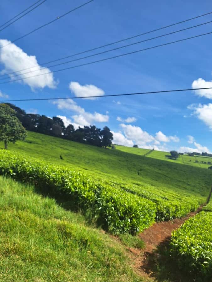 Nairobi: Tea Farm Day Trip with Lunch at kiambethu - Why Kiambethu makes a good Nairobi day trip