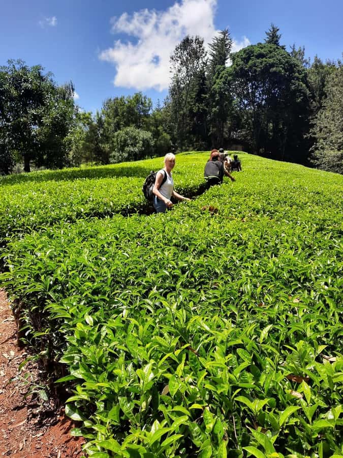 Nairobi: Tea Farm Day Trip with Lunch at kiambethu - Tea fields, family stories, and the first cup