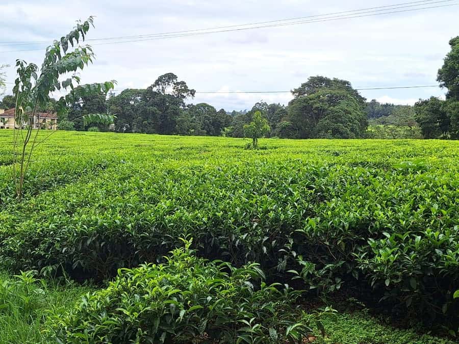 Nairobi: Tea Farm Day Trip with Lunch at kiambethu - Picking tea leaves yourself