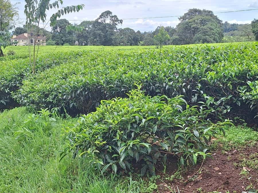 Nairobi: Tea Farm Day Trip with Lunch at kiambethu - The $44 price and the separate $42 fee