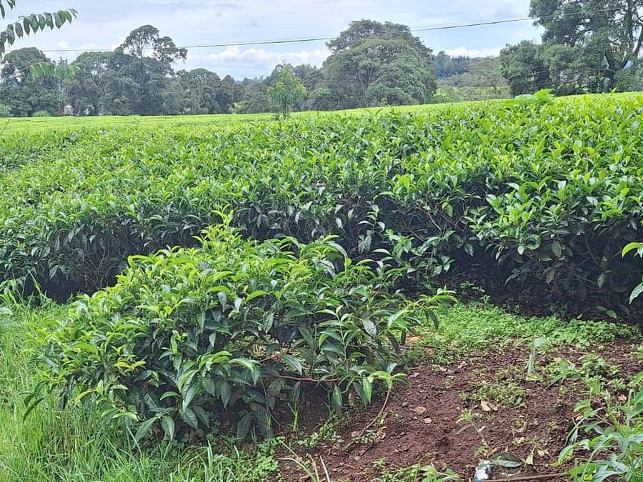 Nairobi: Tea Farm Day Trip with Lunch at kiambethu - Morning pickup from Nairobi