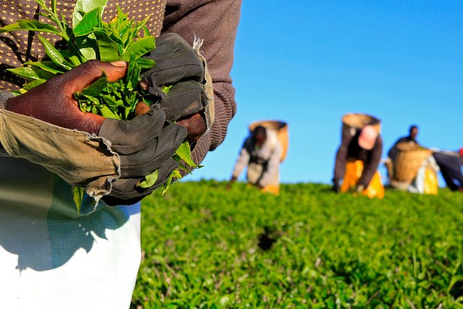 Nairobi to Kiambethu Tea Farm Tour - Key points to know before booking