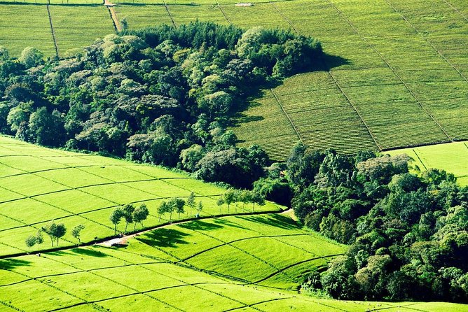 Nairobi to Kiambethu Tea Farm Tour - Why Kiambethu makes a good Nairobi escape