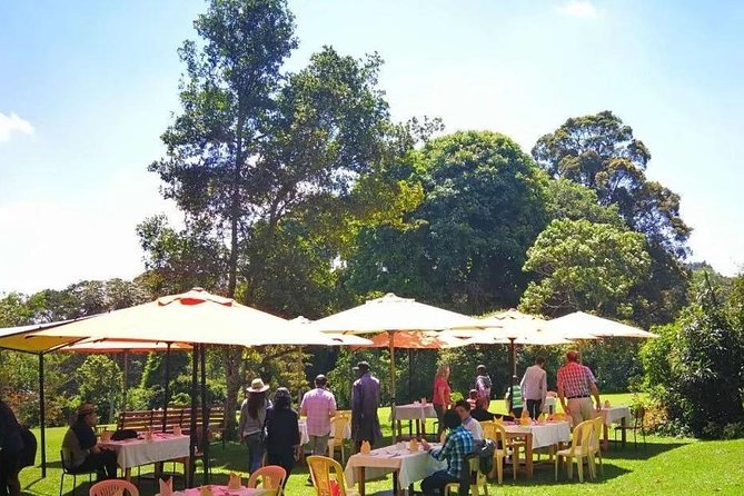 Nairobi to Kiambethu Tea Farm Tour - Walking through the tea fields and indigenous forest