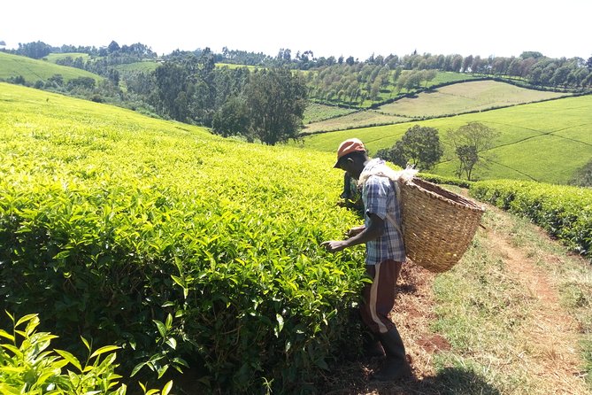 Nairobi to Kiambethu Tea Farm Tour - The verandah, Ngong Hills, and the three-course lunch