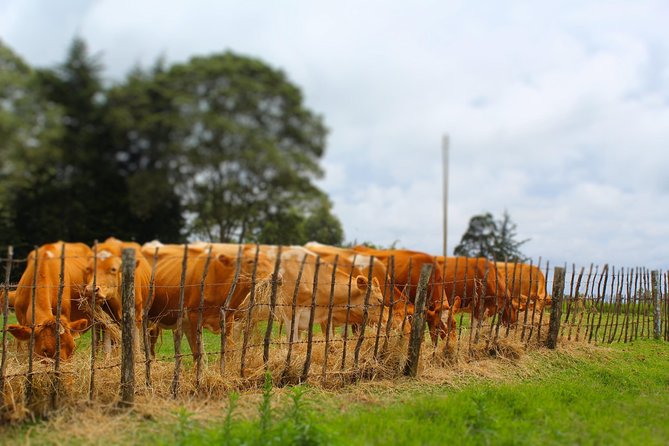 Nairobi to Kiambethu Tea Farm Tour - What the $108 price really buys you