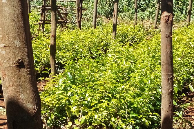 Nairobi to Kiambethu Tea Farm Tour - Who will enjoy Kiambethu most