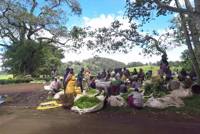 Nairobi to Kiambethu Tea Farm Tour - Practical details that can shape your day