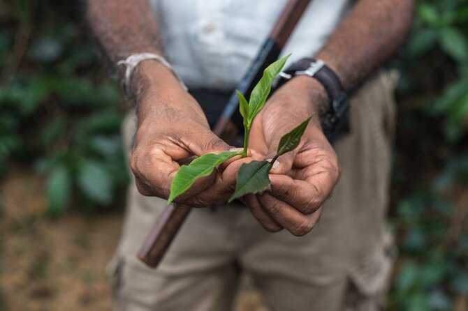 Nandana Tea Walking Tour in Sri Lanka - Why this tea visit feels different
