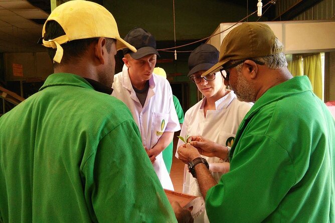 Nandana Tea Walking Tour in Sri Lanka - The optional banana-leaf lunch