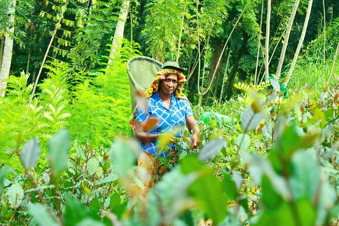 Nandana Tea Walking Tour in Sri Lanka - Timing, transport, and practical details