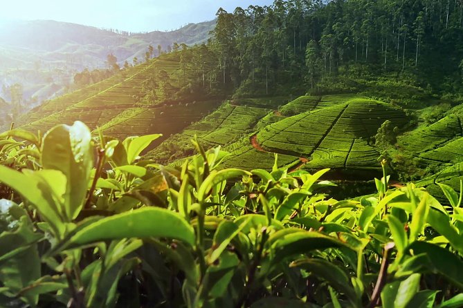 Nuwara Eliya: All Inclusive Horton Plains & Tea Plucking Day Trip - Walking to World’s End
