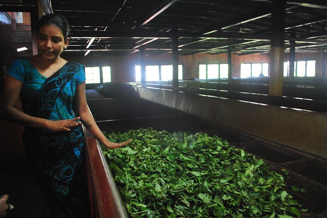 Nuwara Eliya: All Inclusive Horton Plains & Tea Plucking Day Trip - Lunch breaks up the five-hour morning