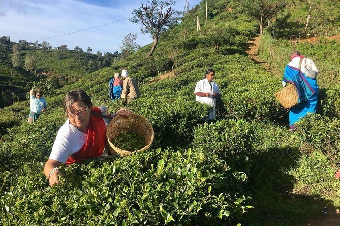 Nuwara Eliya: All Inclusive Horton Plains & Tea Plucking Day Trip - Transport is the main point to check carefully