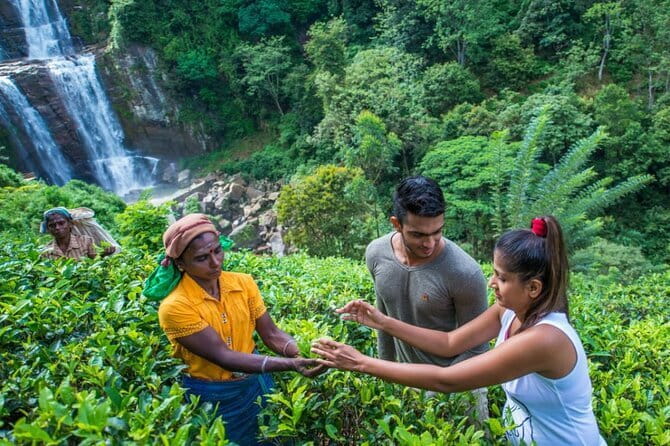 Nuwara Eliya Highlights: Waterfall, Tea & Picturesque Train Ride - Pedro Tea Factory and the making of Ceylon tea