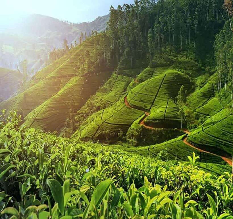 Nuwara Eliya: Tea Factory and Pickle Waterfalls Tuk Tuk Tour - Key points at a glance