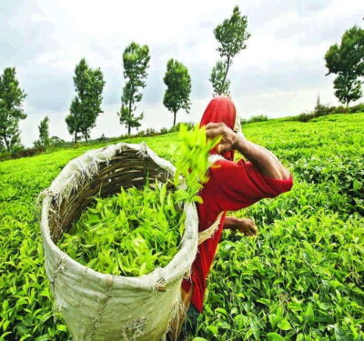 Tea Factory and Pickle Waterfalls Tuk Tuk Tour