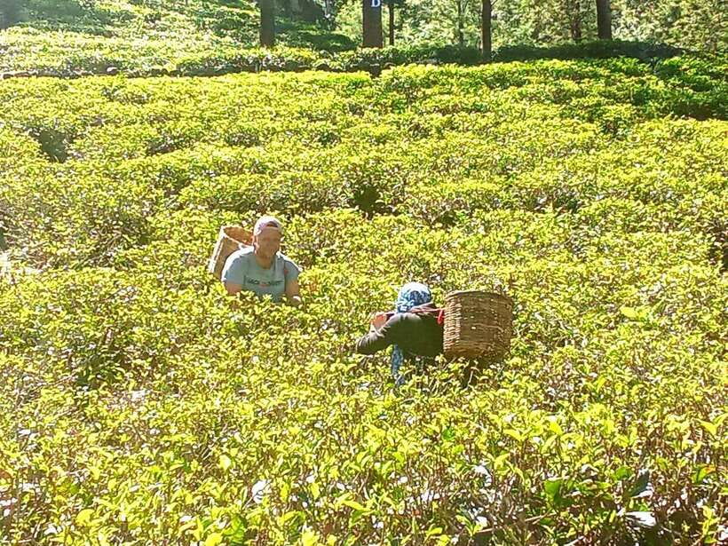 Nuwara Eliya: Tea Factory and Pickle Waterfalls Tuk Tuk Tour - Puna Ella Falls for a quieter pause