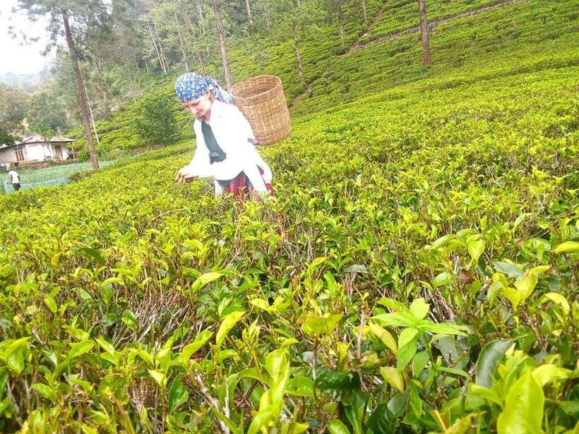 Nuwara Eliya: Tea Factory and Pickle Waterfalls Tuk Tuk Tour - The road between the stops