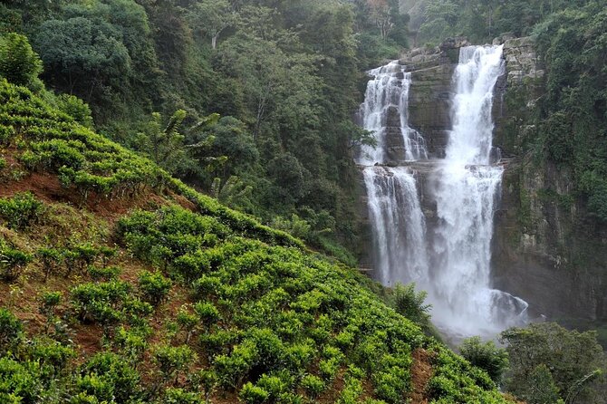 Nuwara Eliya Tea factory and waterfall tour - Key points to know before booking