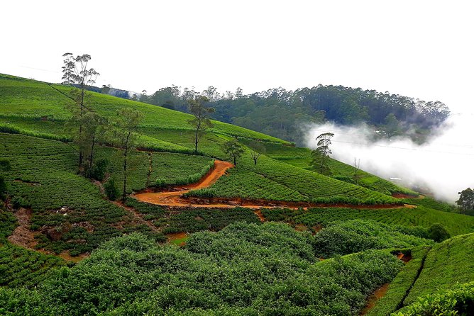 Nuwara Eliya Tea factory and waterfall tour - Seeing tea production at Oak Ray Tea Factory