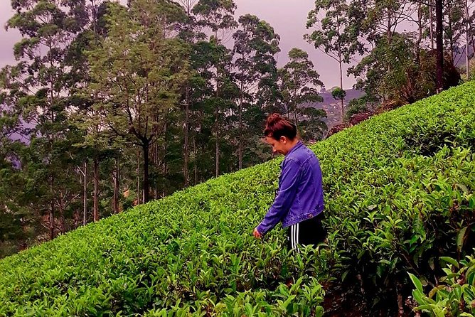 Nuwara Eliya Tea factory and waterfall tour - Finishing at Blue Field Tea Factory