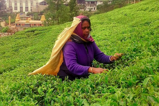 Nuwara Eliya Tea factory and waterfall tour - What the private format changes