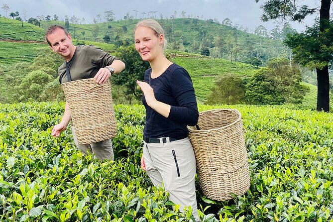 NuwaraEliya Tea Factory,Plantation & Water Falls Hike Tour by Car - What the $56 price really buys