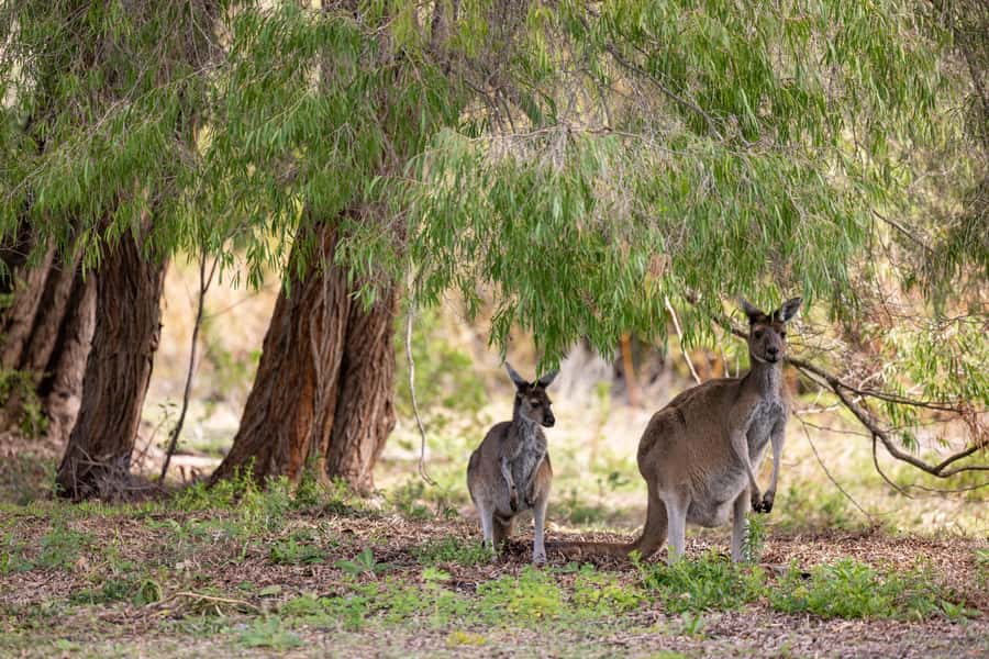 Perth: Pinnacles Desert Lobster Tour with Morning Tea - FAQ