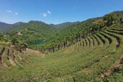 Pinglin Tea Culture & Maokong Day Tour from Taipei