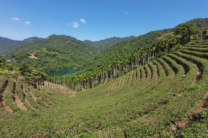 Pinglin Tea Culture & Maokong Day Tour from Taipei - Starting in Maokong, Taipei’s mountain tea district