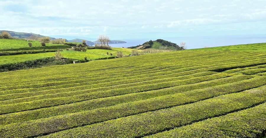 Privat van tour Furnas valley, Gorreana tea – islands gems - Furnas fumaroles and the smell of the earth