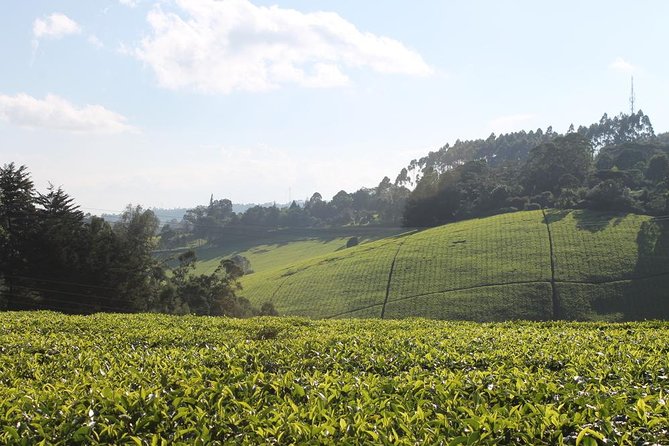 Private Day Trip to Kiambethu Tea Farm in Limuru from Nairobi - Leaving Nairobi for the Limuru highlands
