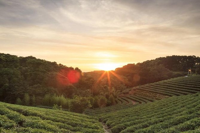 Private Day Trip to Kiambethu Tea Farm in Limuru from Nairobi - Walking the tea fields and indigenous forest
