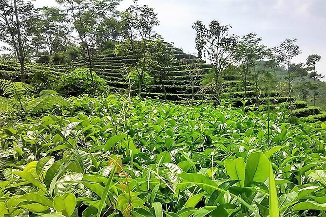 Private Half-Day Tea Village Discovery with lunch in Yogyakarta - Leaving Yogyakarta for the Menoreh hills