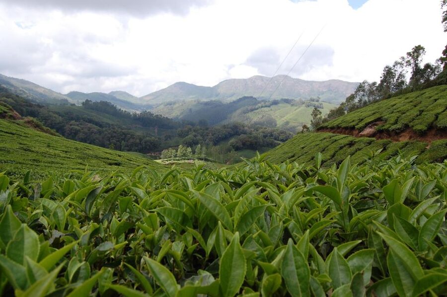 Private Munnar Tea Trek - Birds, wildlife, and the Western Ghats