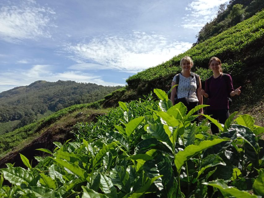 Private Munnar Tea Trek - Lakshmi Hills, tea rows, and open views