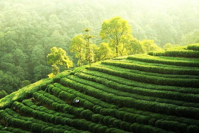 Private Tour Hangzhou West Lake and Tea Fields Discovery - Bike, walk, and allow time for the lake