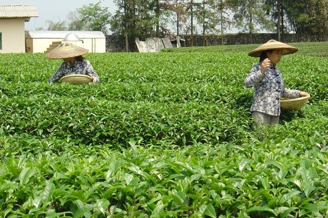 Private Tour: Yao Mountain and Tea Plantation from Guilin - The tea plantation and its Ming connection