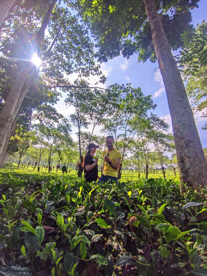 Private Trip Malang/Surabaya : Tour Tea Plantation Wonosari - Key points to know before you book