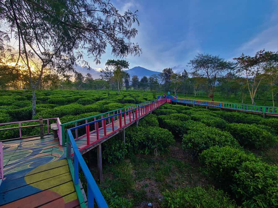 Private Trip Malang/Surabaya : Tour Tea Plantation Wonosari - Rides and extra facilities at the tea garden